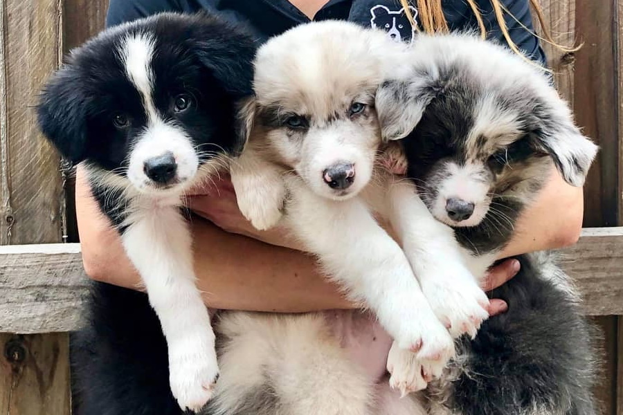 Three puppies in a woman's embrace