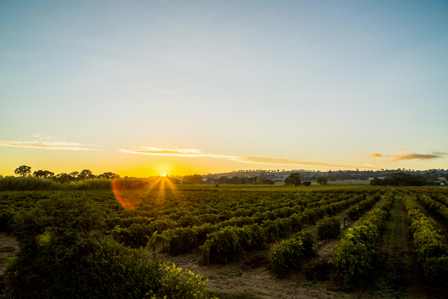 Long shot of Rusden Wines grape vineyard