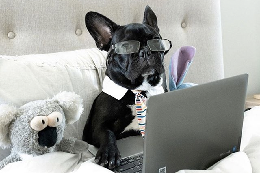 Feel-Good Friday - dogs working from home