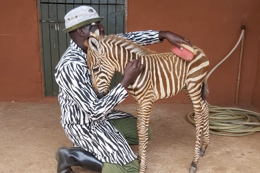 Feel-Good Friday - Zebra