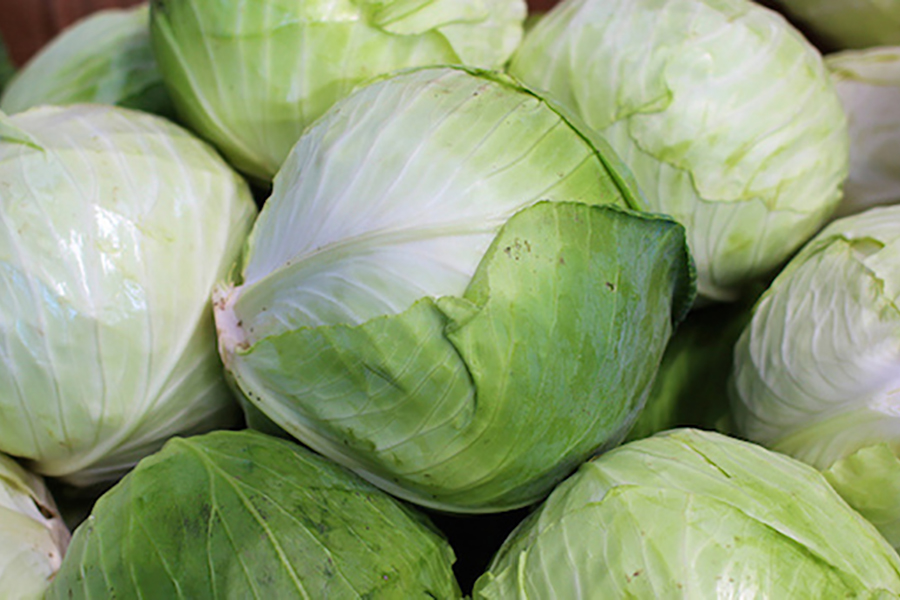 Simple Guide for cabbage that Last the Longest