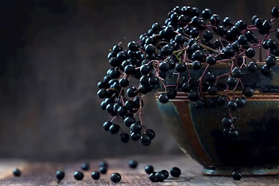 immune boosting foods - Elderberry