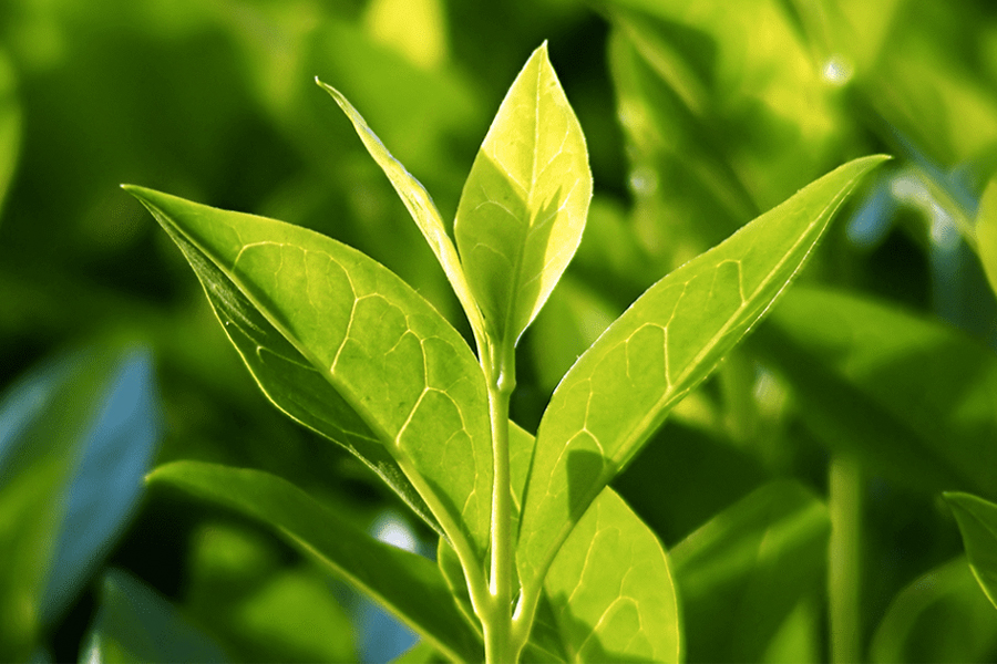 Health Benefits of Green Tea - Camellia sinensis plant