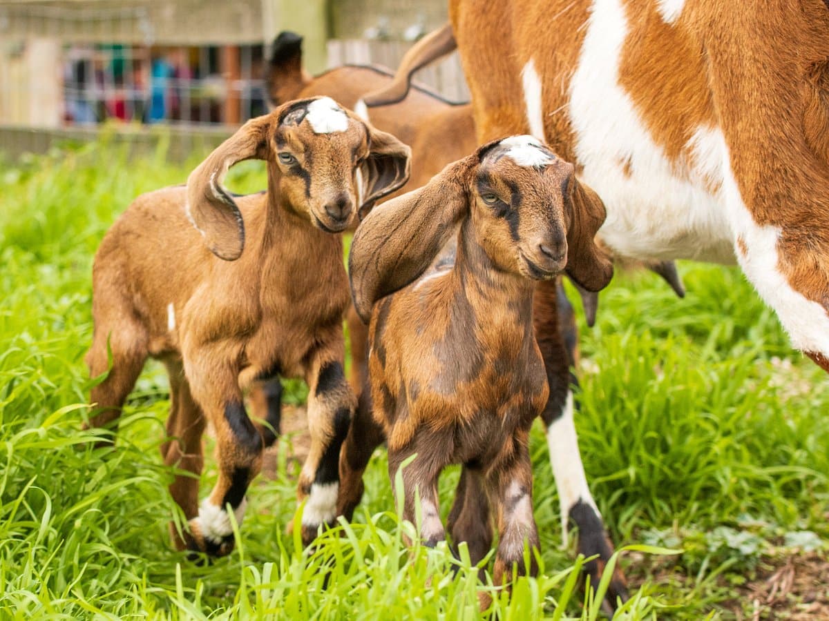 Kid goats frolicking