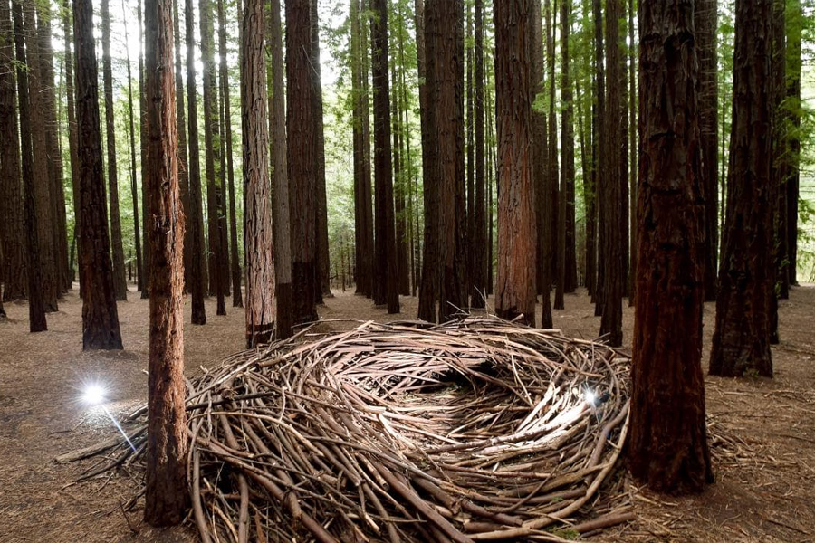 Canadian Redwoods Plantations