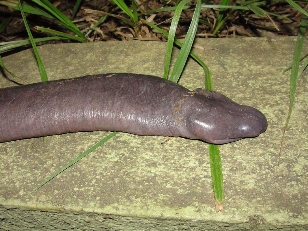 Animal that looks like a penis