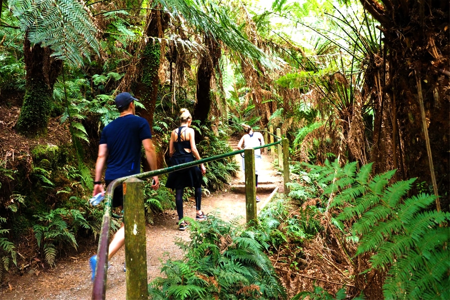 Walking Trail Ferny Creek - 1000 Steps Walk