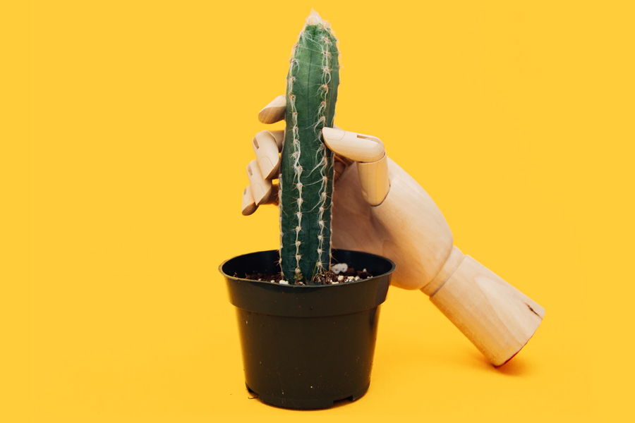 An artificial hand holding a cactus plant