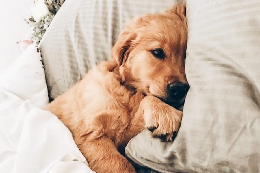 ivory coat wet dog food