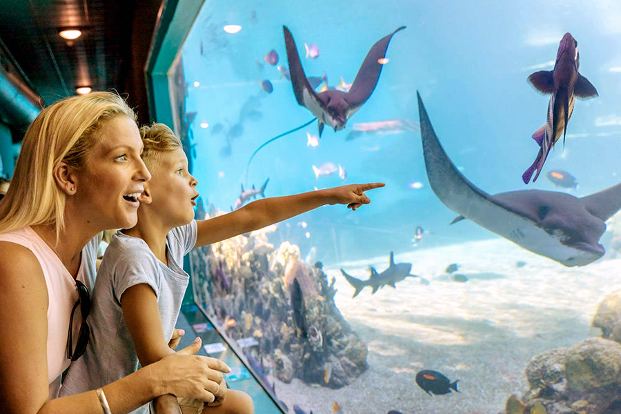 Best Theme Parks Gold Coast - Seaworld