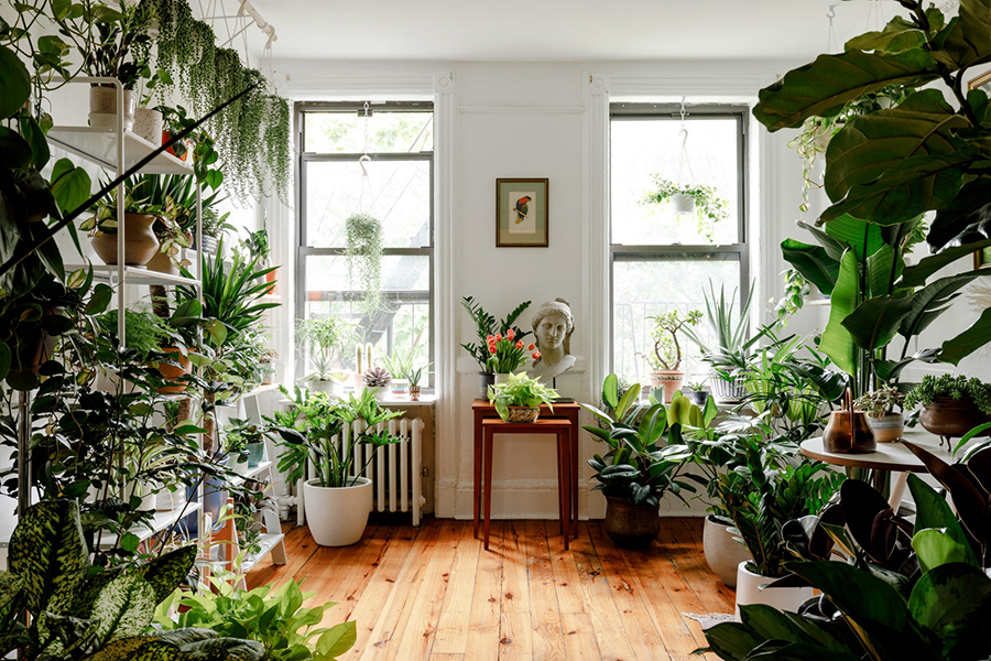 Turn Your Room into a Jungle with Plant Life Balance | Man of Many