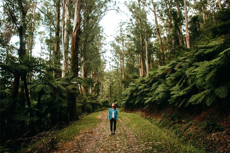 13 Best Walks Near Melbourne for Some Fresh Air Man of Many