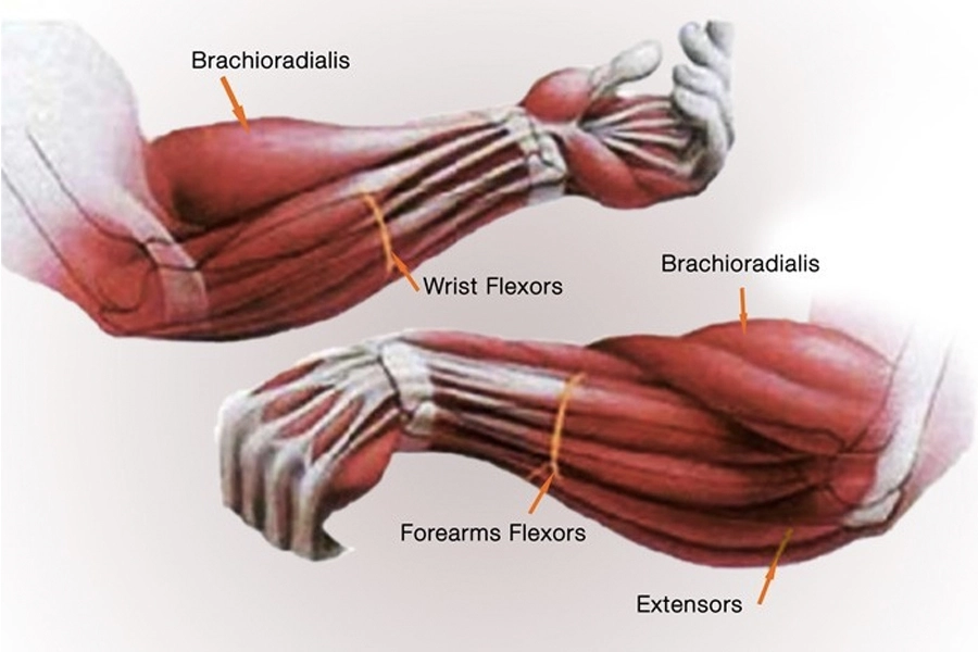  muscles de l'avant-bras 
