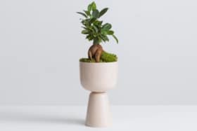 A white Nappula Pot with a plant