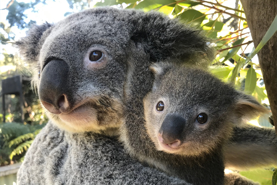 feel-good friday koala