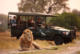 &Beyond Connect Virtual Safaris with lion relaxing