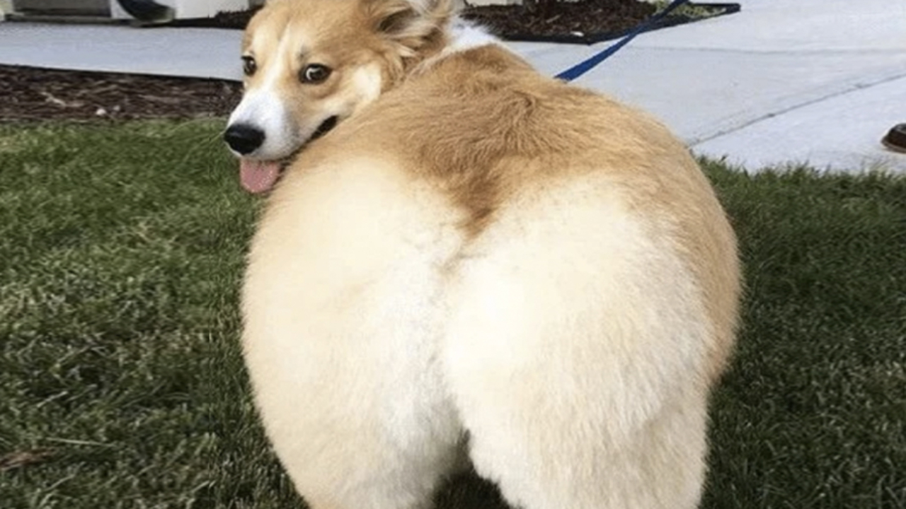 ivory coat wet dog food