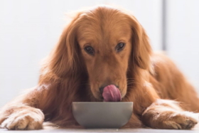 A dog eating from a Mad Paws Dinner Bowl