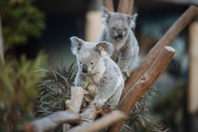 Feel-Good Friday - September 11: Wildlife, Watch Dogs and Free Whiskey