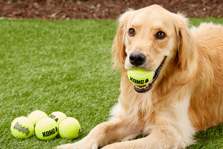 chewy dog balls