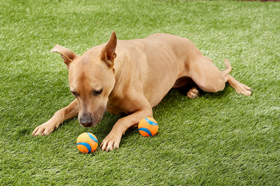 chuck a duck dog toy