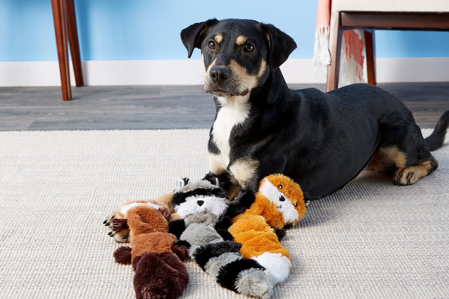 squeaky frisbee dog toy