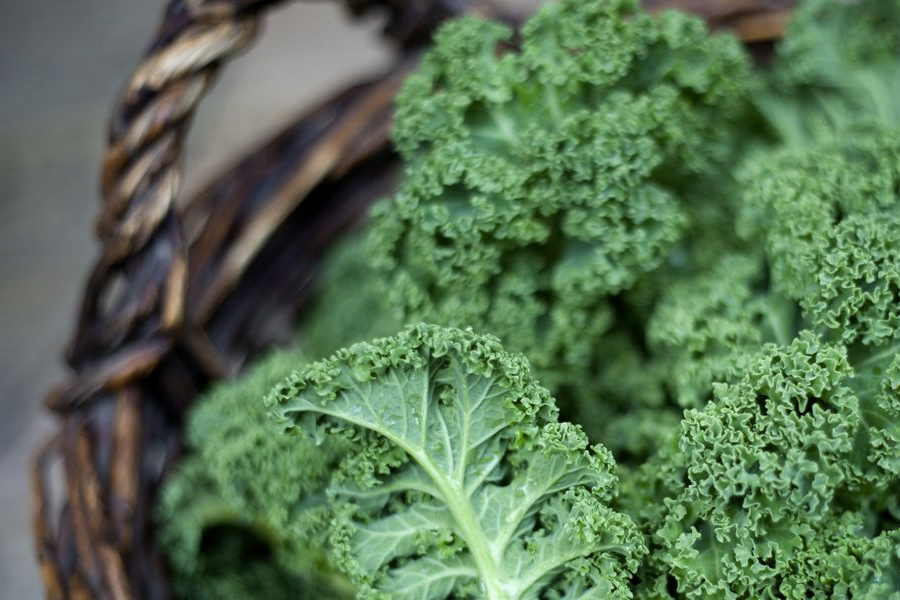 Health Benefits of Kale 1