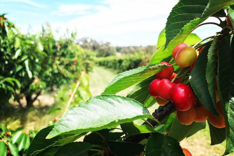 28 Spots for Best Family Fruit Picking Near Sydney Man of Many