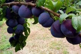 28 Spots for Best Family Fruit Picking Near Sydney | Man of Many