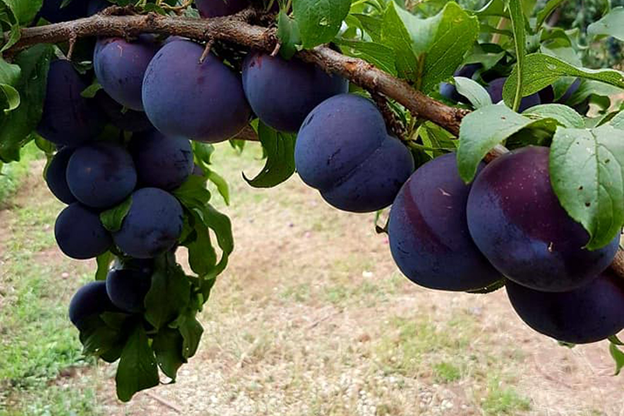 Pine Crest Orchard Best Family Fruit Picking Sydney