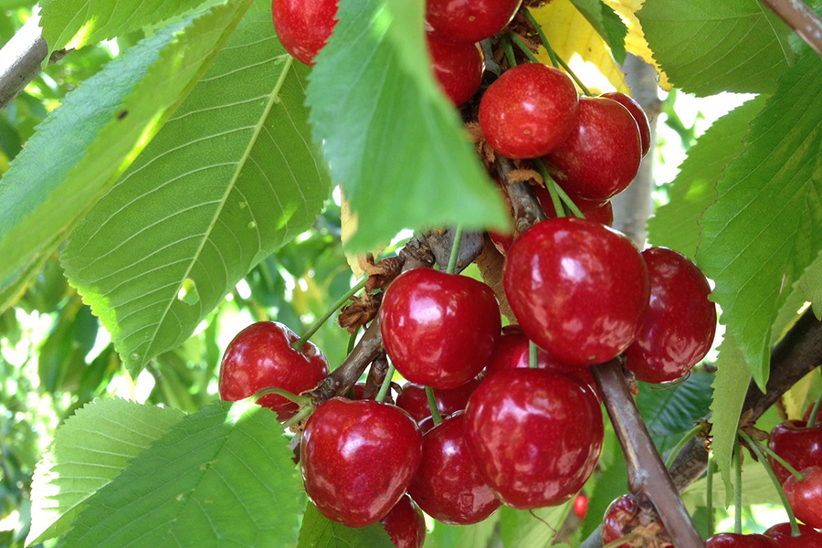 28 Spots for Best Family Fruit Picking Near Sydney | Man of Many