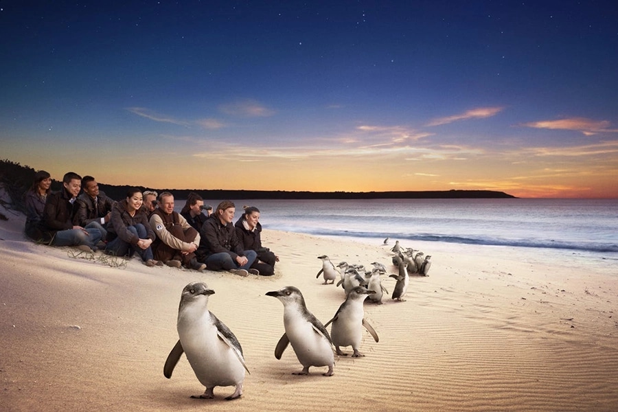 10 best day trip ideas from melbourne phillip island penguin parade