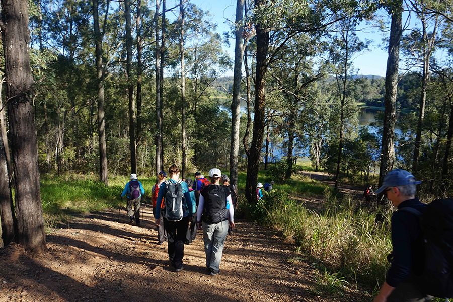 Best Walking Tracks in Brisbane Araucaria Track, Brisbane Forest Park