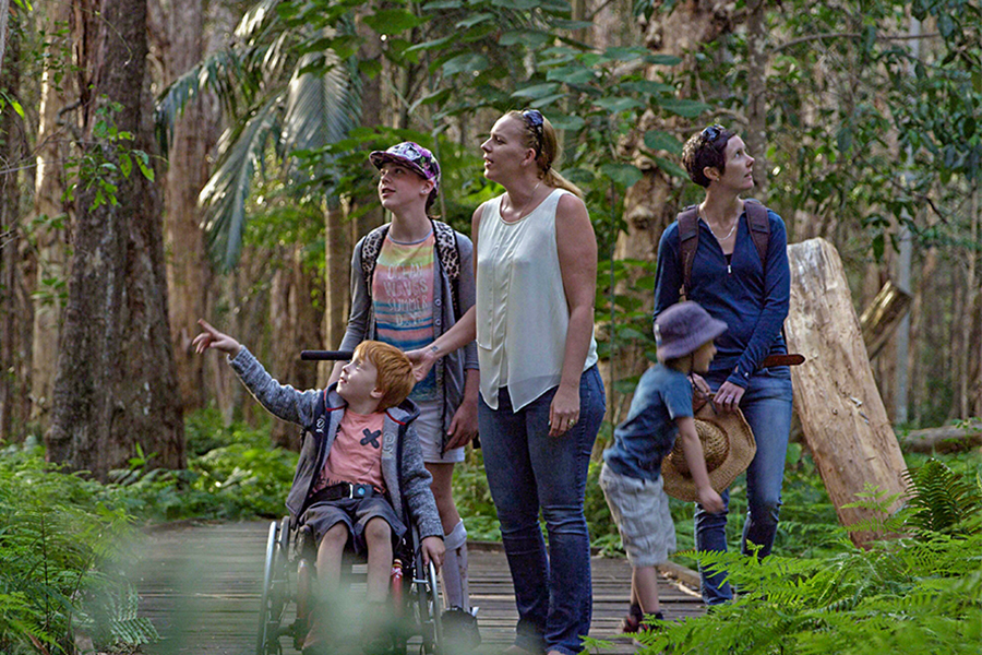 Best Walking Tracks in Brisbane Buhot Creek Circuit, Daisy Hill Conservation Park