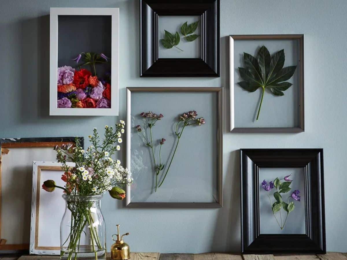  Plants Between Two Glass Frames for Wall Art