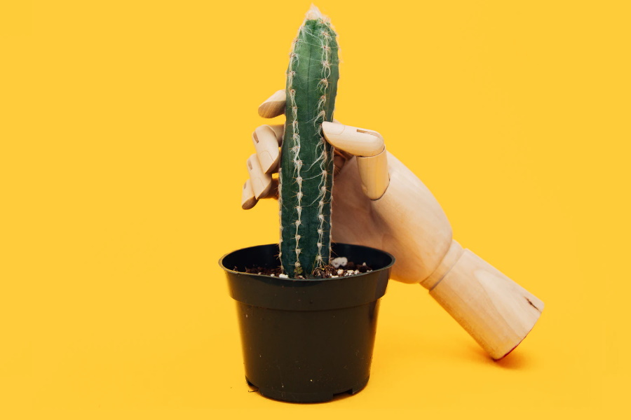 A robotic hand holding a cactus in a suggestive way