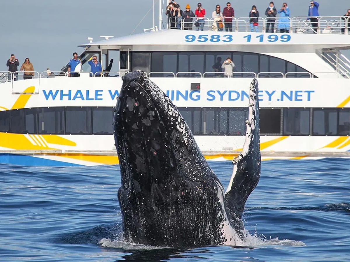 People on a sailboat watching a whale 