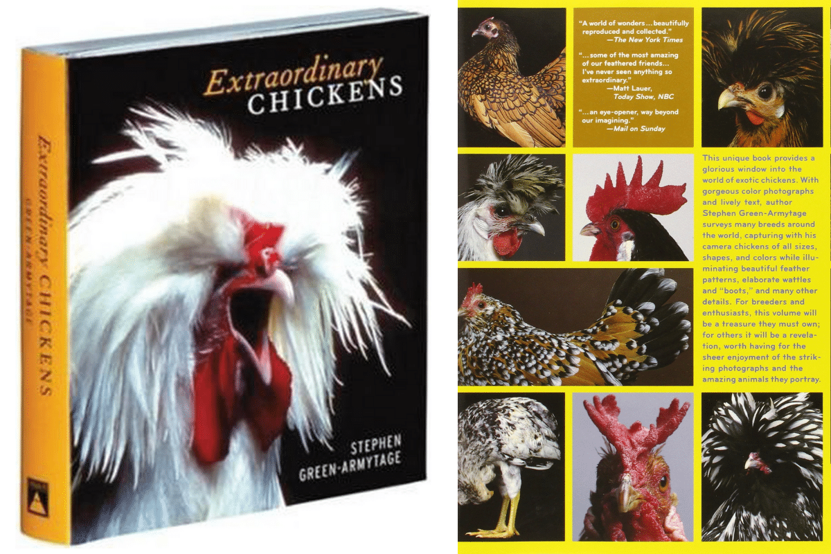 Extraordinary chickens