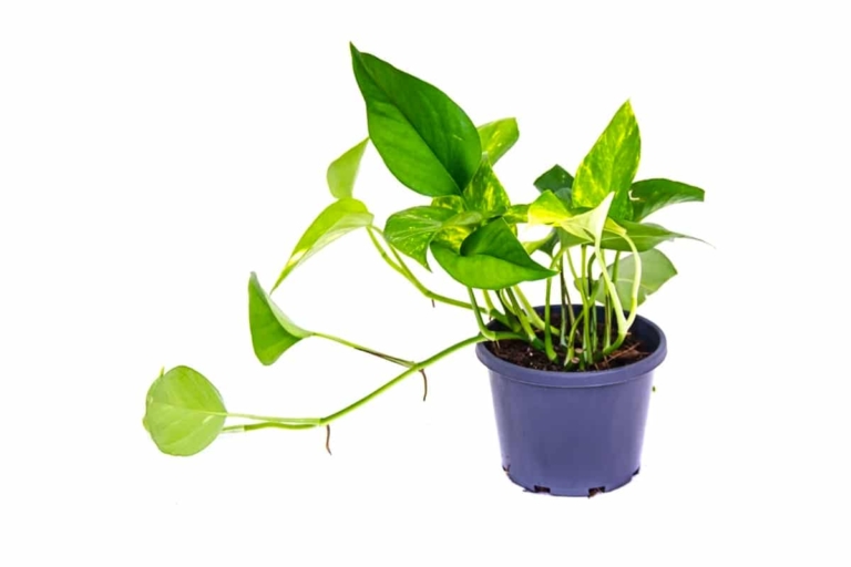35 Best Indoor Plants Hard to Kill Houseplants Man of Many