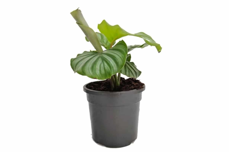 35 Best Indoor Plants Hard to Kill Houseplants Man of Many