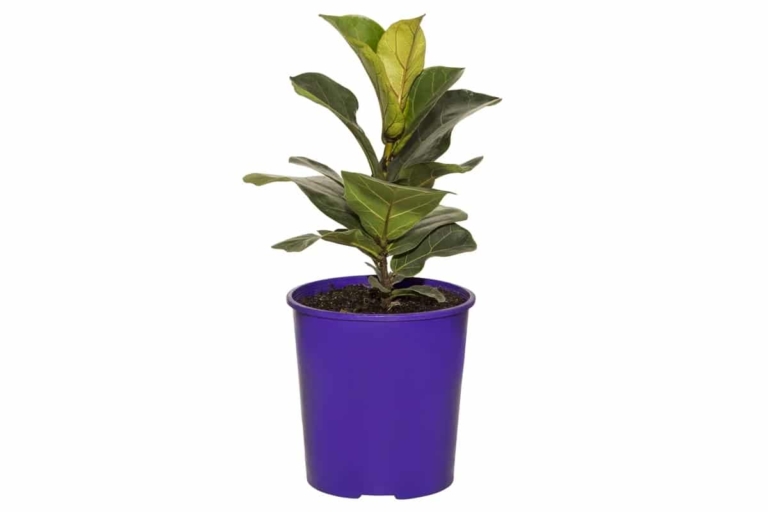35 Best Indoor Plants Hard to Kill Houseplants Man of Many