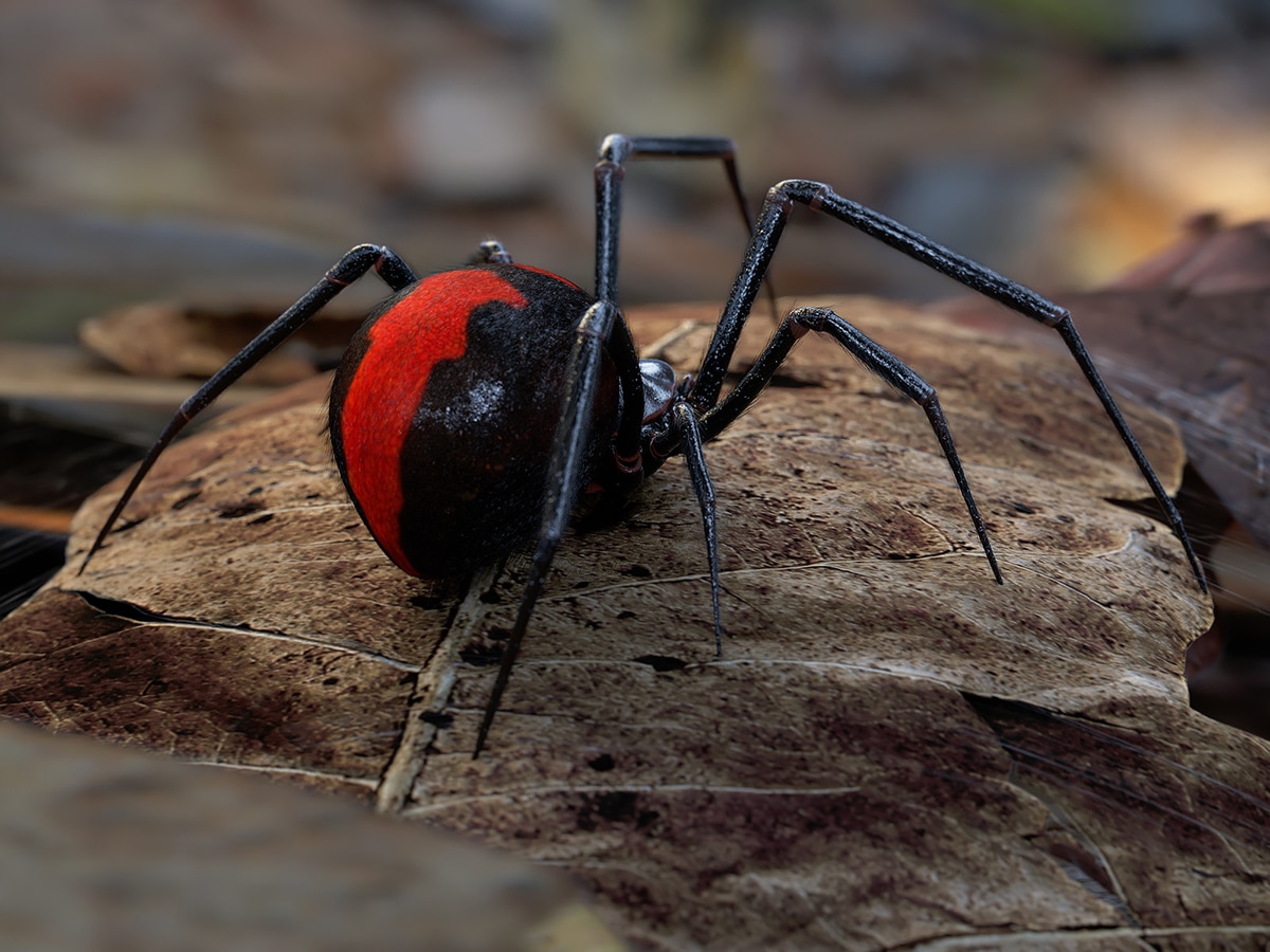 australian spider eating snake