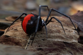 10 most deadly spiders in australia