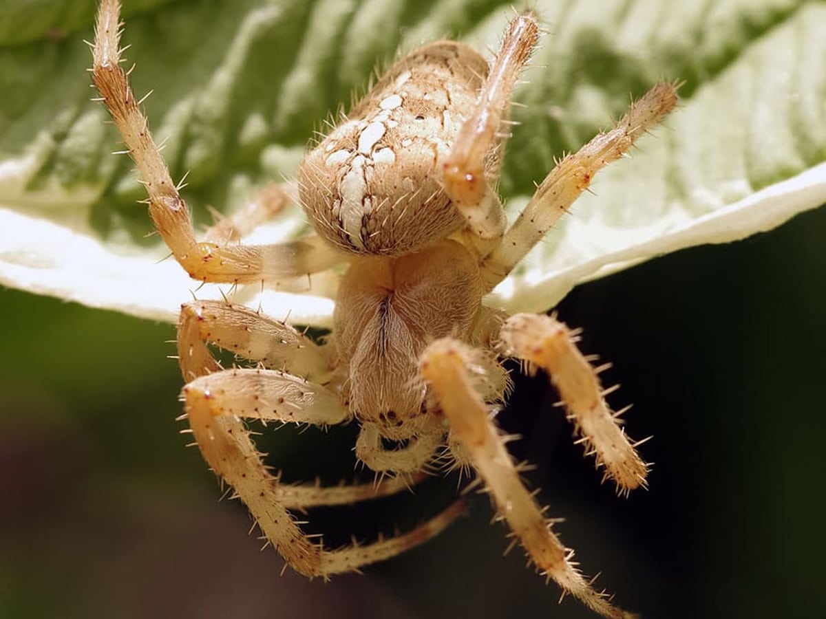 Common Garden Orb Weaver Spider