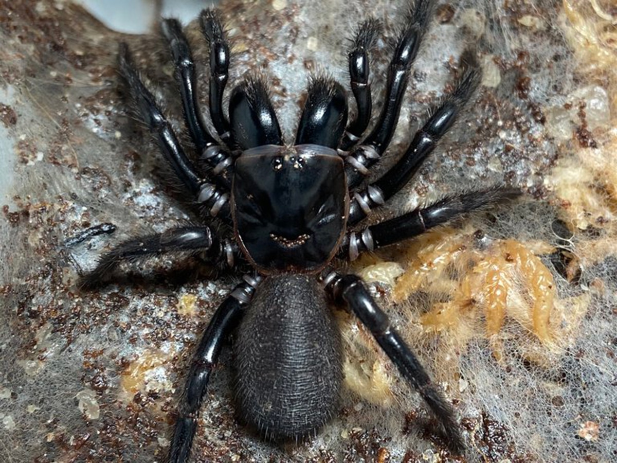 Northern Tree Funnel-Web & Smaller Southern Tree Funnel-Web Spiders