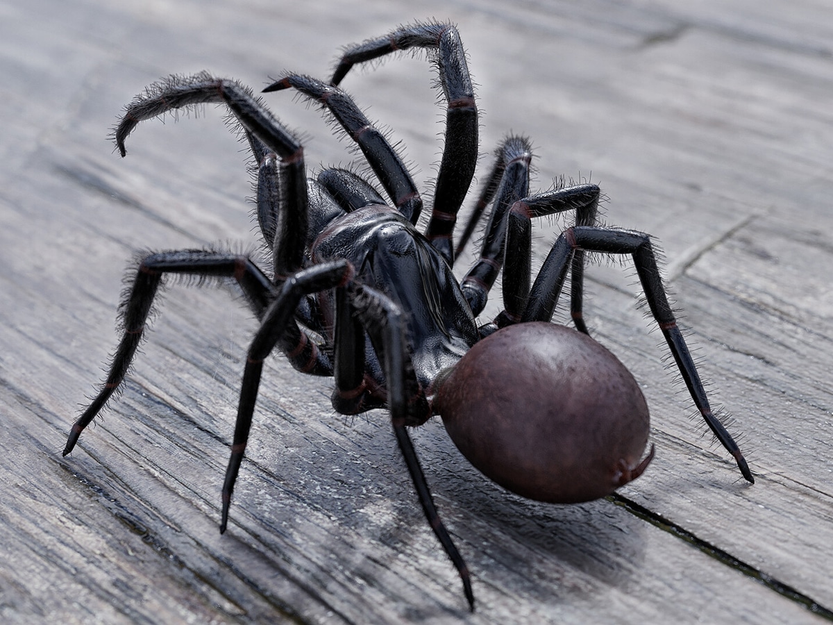 World's deadliest spider: the funnel-web - Australian Geographic