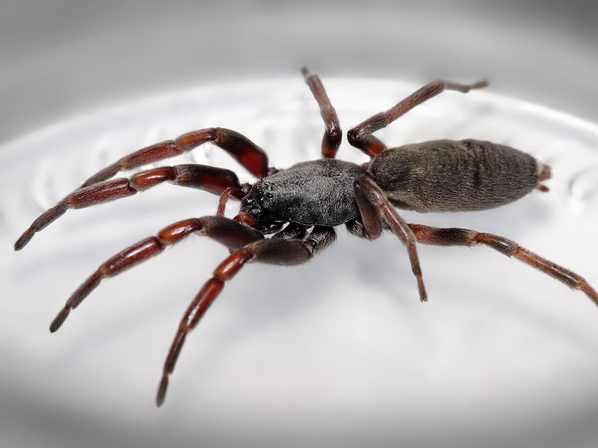 White-Tailed Spider