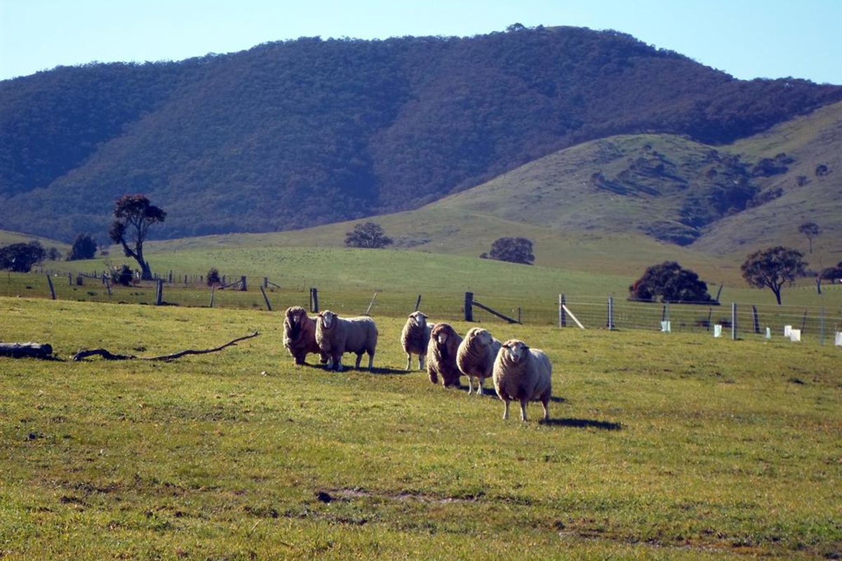 sheep on a pyrenees farm field