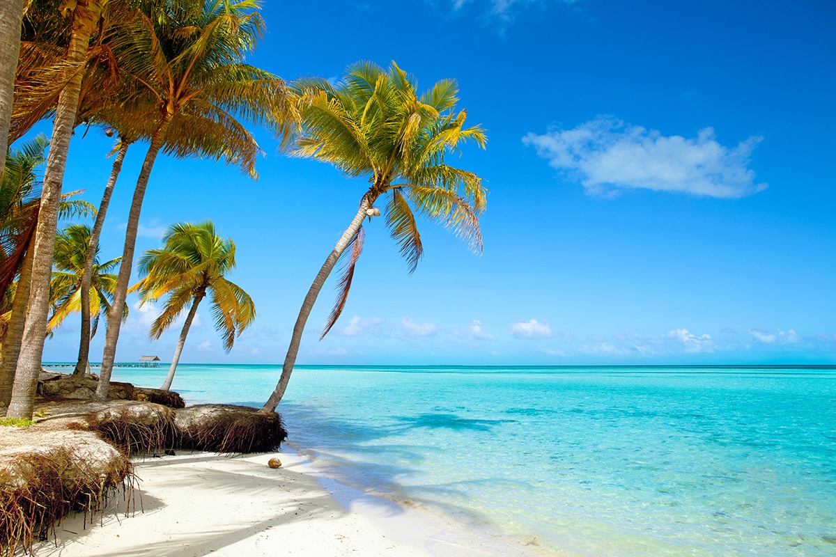 santa maria beach with palm trees