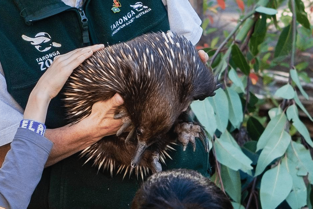 March 12th KOKO Black Taronga 3